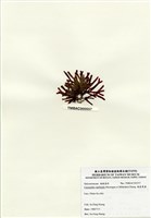 硬盾果藻藏品圖，第1張